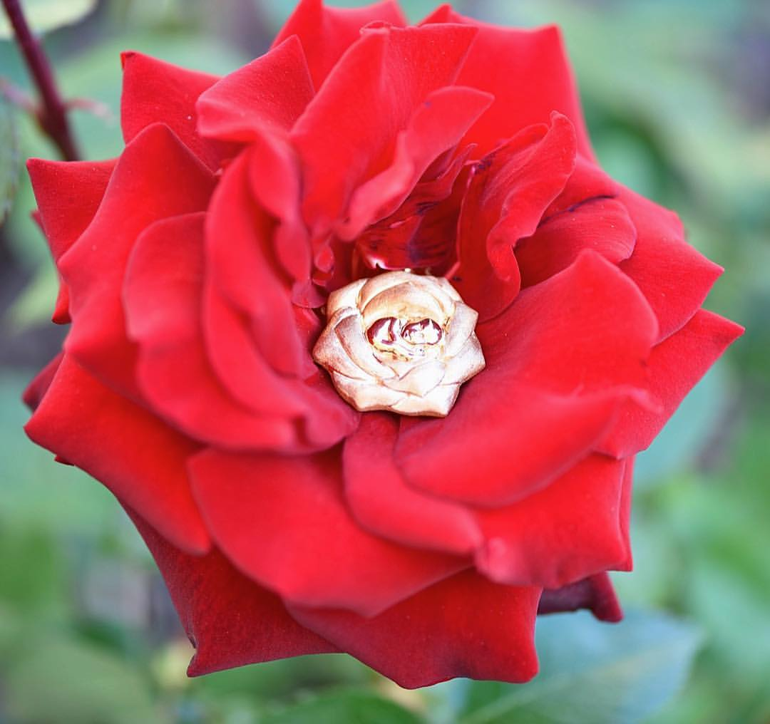 BABY BLOOM