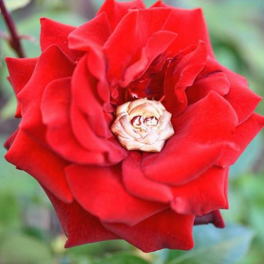 BABY ROSE